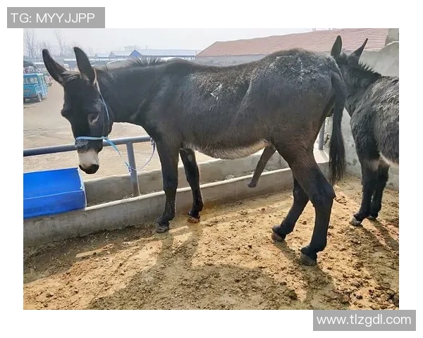 模仿驴的足球明星如何在绿茵场上展现独特风采与幽默魅力